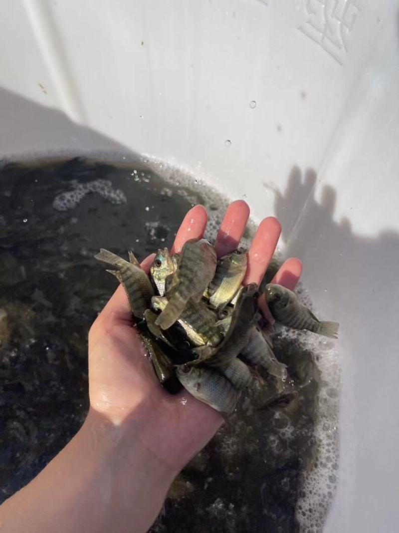 鱼苗改良新一代罗非鱼苗好养快大不挑水质规格齐全