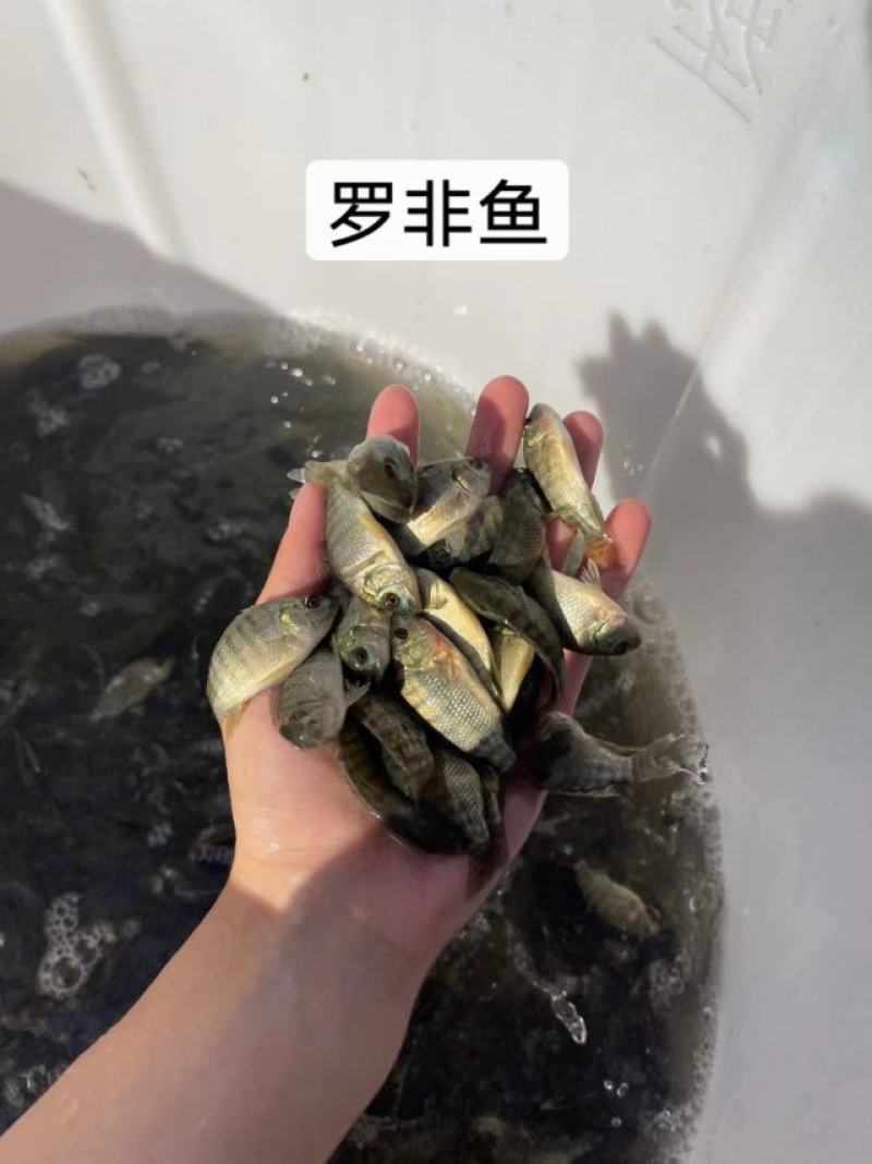 鱼苗改良新一代罗非鱼苗好养快大不挑水质规格齐全
