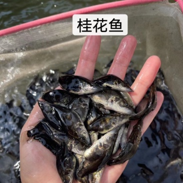鱼苗优质桂鱼苗优良品种一手货源足数发货价格美丽