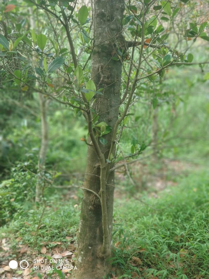 菠萝蜜树