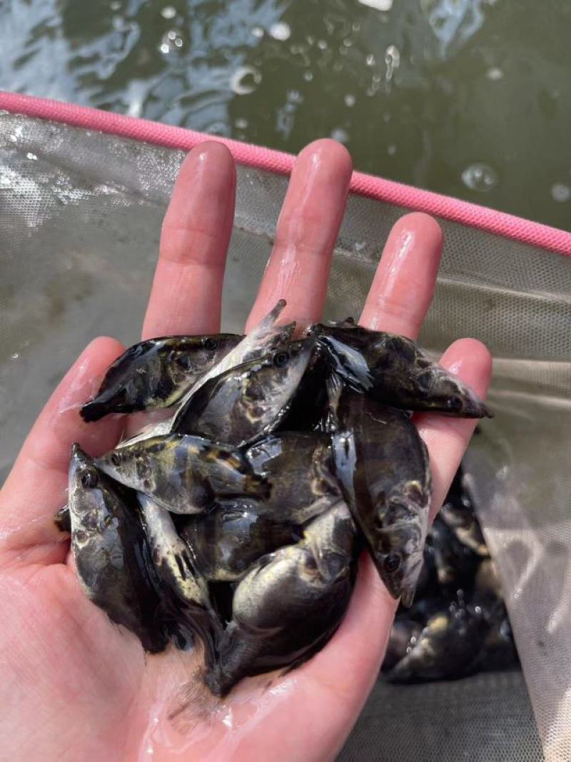 鱼苗优质桂鱼苗优良品种一手货源足数发货价格美丽