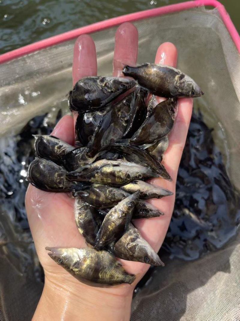 鱼苗优质桂鱼苗优良品种一手货源足数发货价格美丽