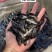 鱼苗优质桂鱼苗优良品种一手货源足数发货价格美丽