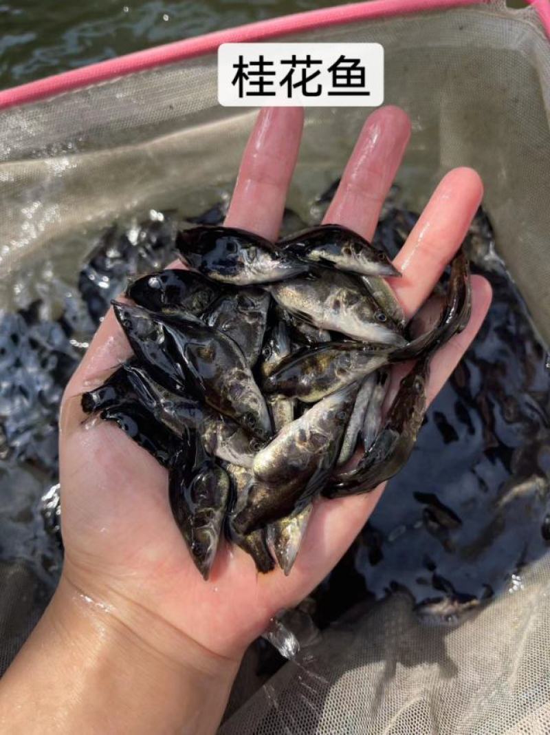 鱼苗优质桂鱼苗优良品种一手货源足数发货价格美丽