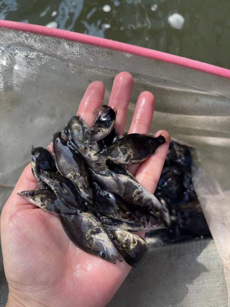 鱼苗优质桂鱼苗优良品种一手货源足数发货价格美丽