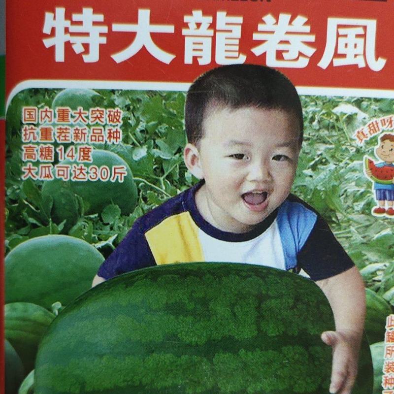 龙卷风西瓜种子。耐贮运，对枯萎病、炭疽病抗