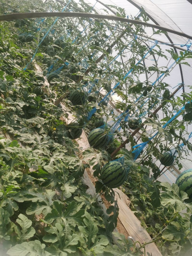 安徽芜湖大量上市西瓜，麒麟8424美都，产地直发供应全国