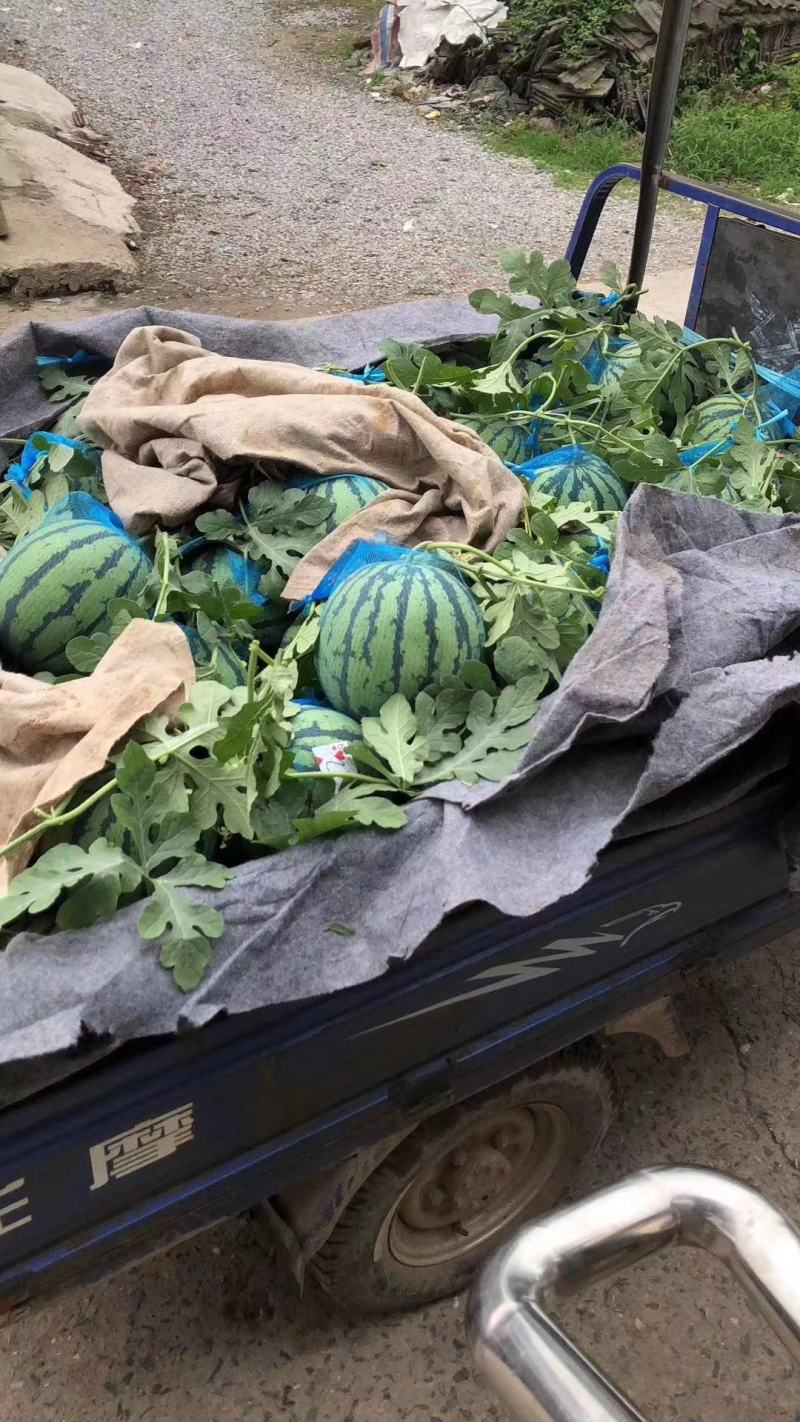 安徽芜湖大量上市西瓜，麒麟8424美都，产地直发供应全国