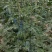 安徽芜湖大量上市西瓜，麒麟8424美都，产地直发供应全国