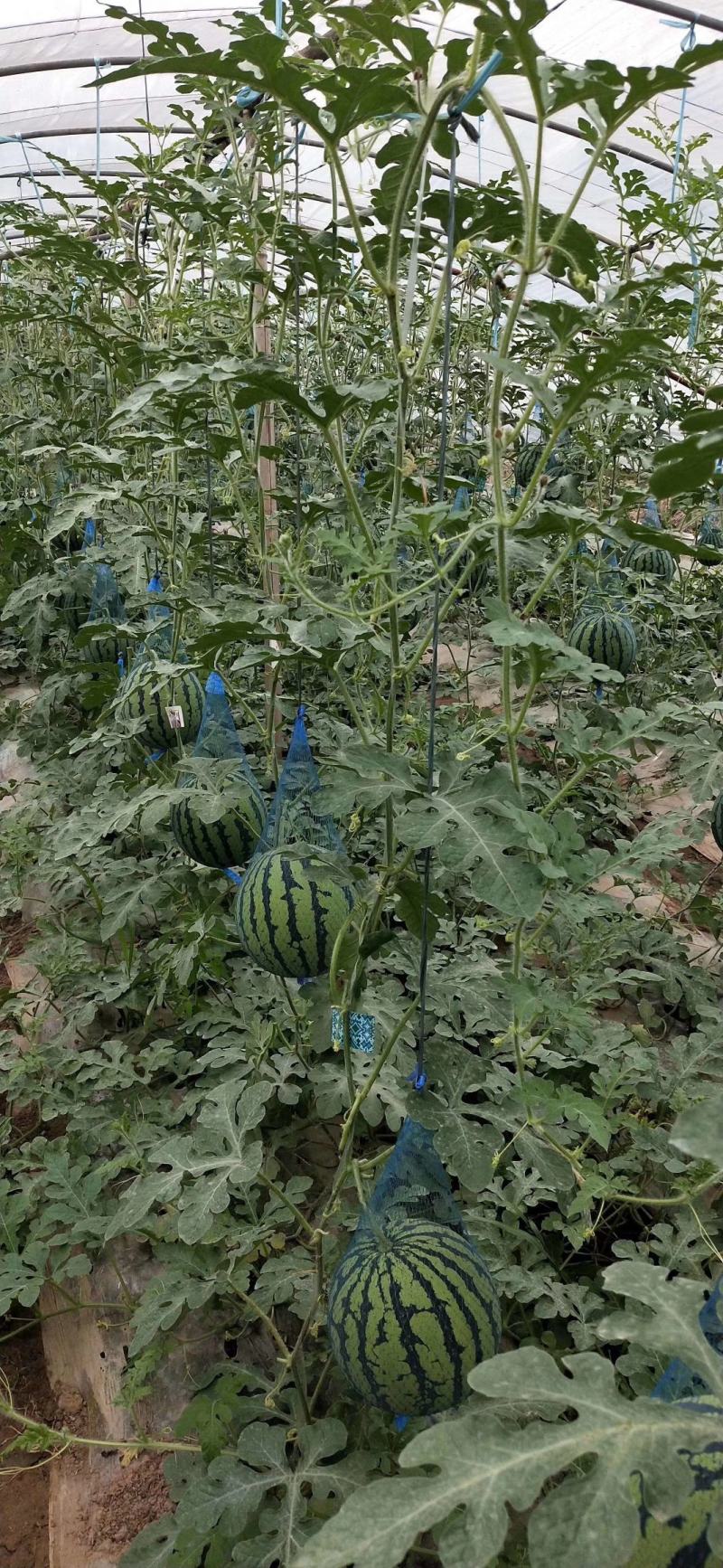 安徽芜湖大量上市西瓜，麒麟8424美都，产地直发供应全国