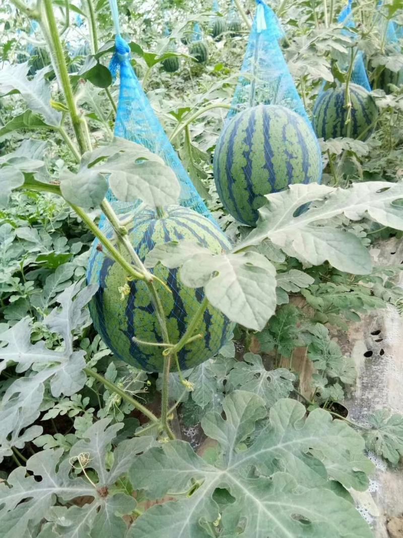 安徽芜湖大量上市西瓜，麒麟8424美都，产地直发供应全国