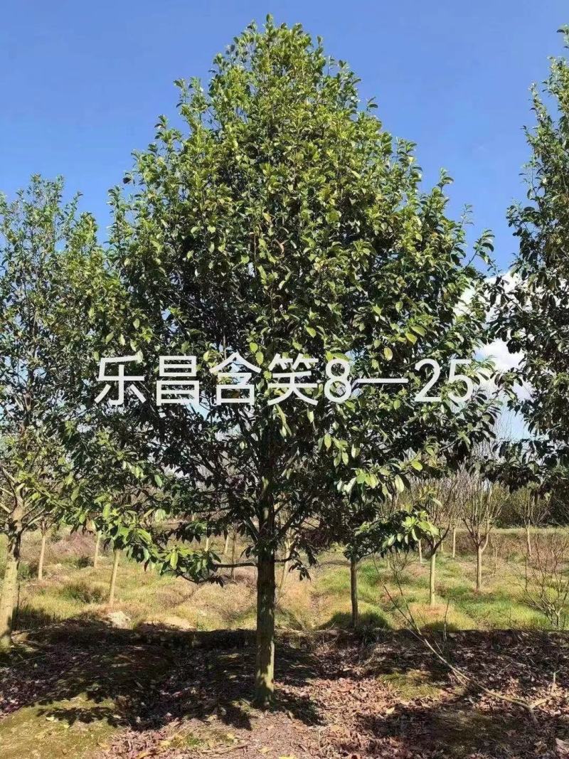 【基地直供】乐昌含笑。大量供应1-20公分乐昌含笑