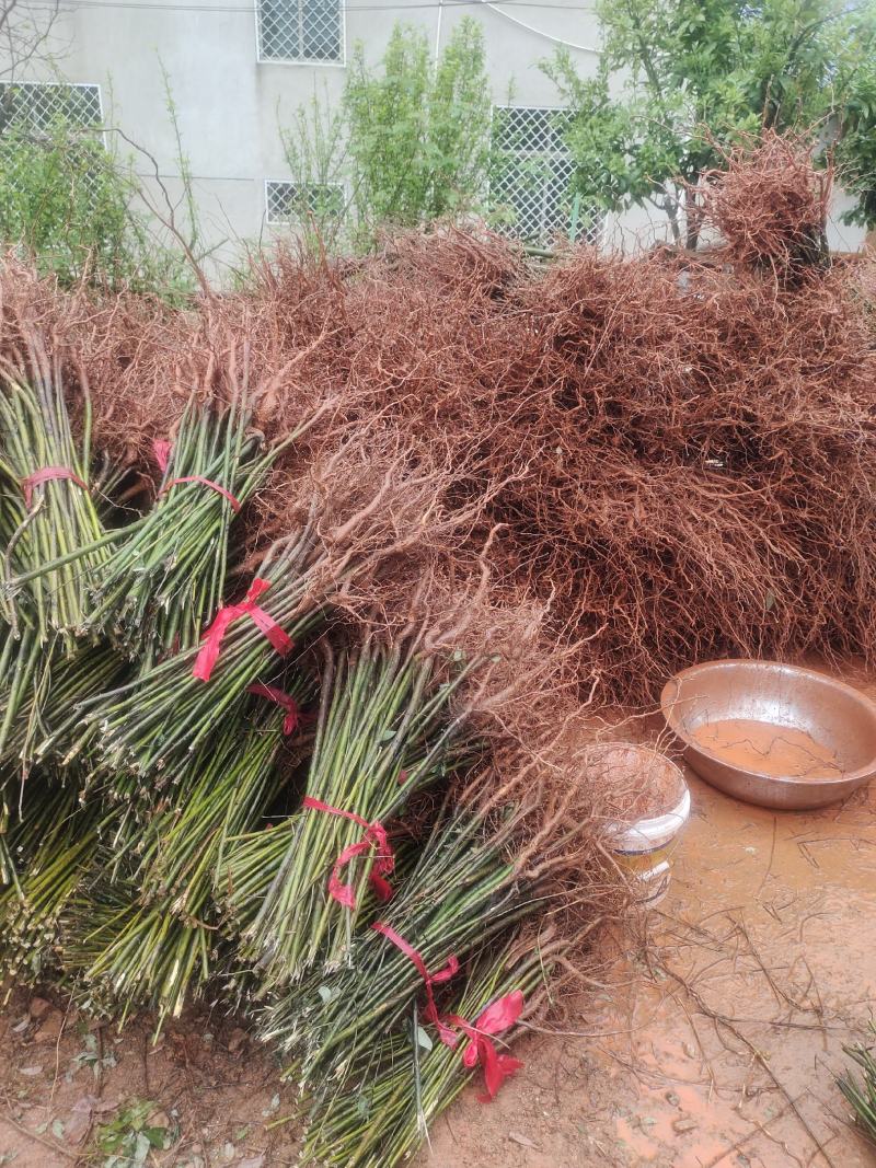 山苍子苗