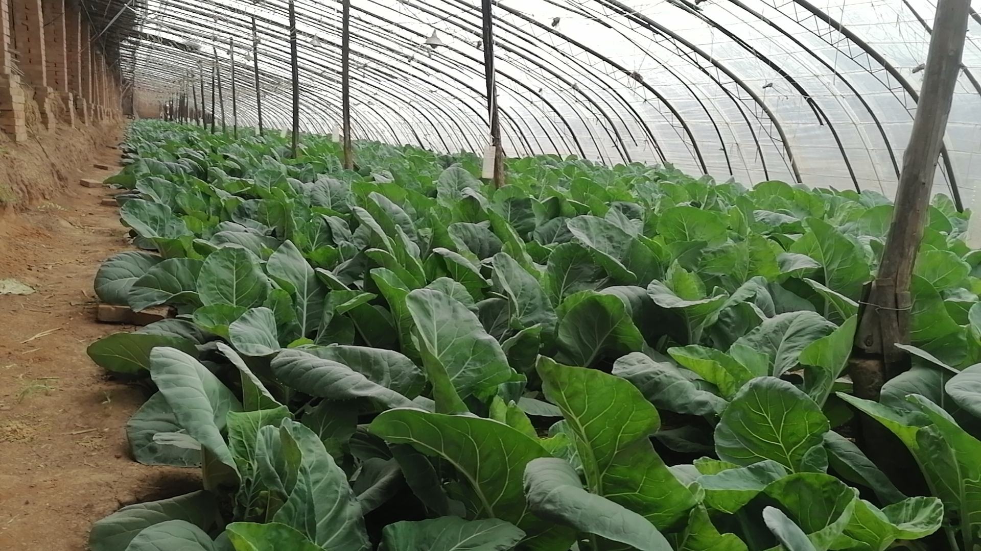 松花菜田间种植实景