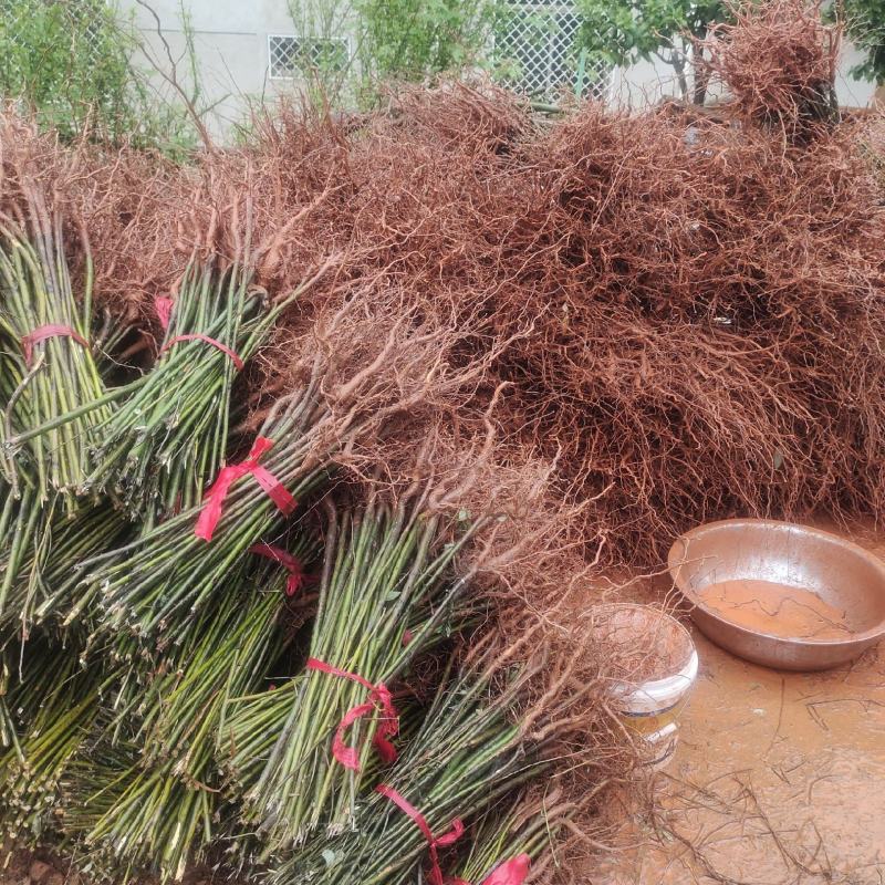 山苍子苗