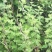 野菊花苗，可盆栽，绿化，药性强，药材种植好项目！！！！！