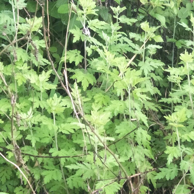 野菊花苗，可盆栽，绿化，药性强，药材种植好项目！！！！！