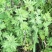 野菊花苗，可盆栽，绿化，药性强，药材种植好项目！！！！！