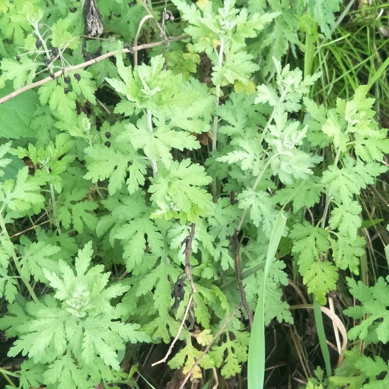 野菊花苗，可盆栽，绿化，药性强，药材种植好项目！！！！！