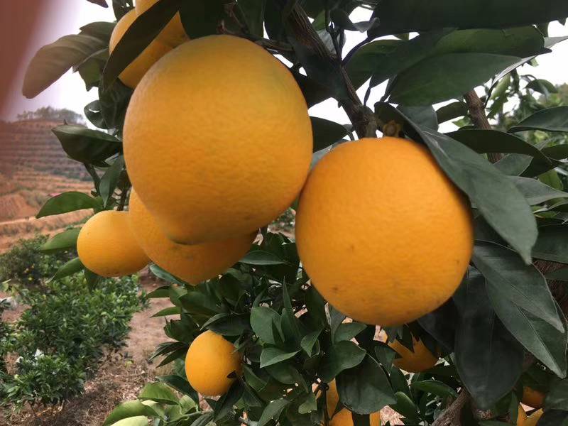 赣南脐橙果实成熟期