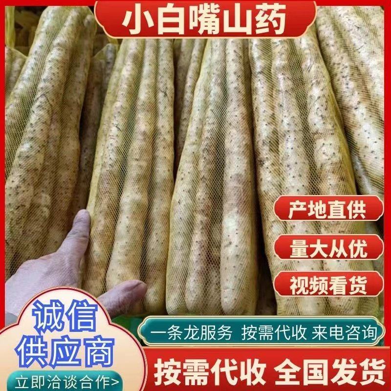 安平小白嘴山药产地直供，一手货源，量大质优，全国发货，