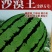 沙漠王西瓜种子，