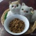 狗粮猫粮宠物食品生产厂家诚信经营保证质量全国招商一件代发