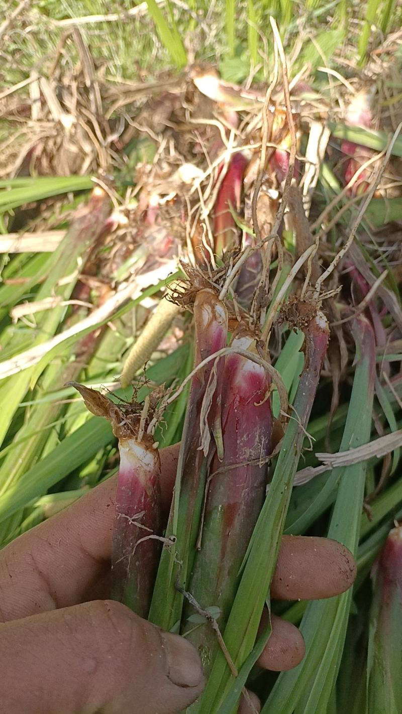 水菖蒲，别名臭蒲，中药材，味道青香