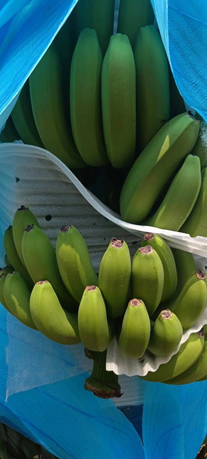 香蕉