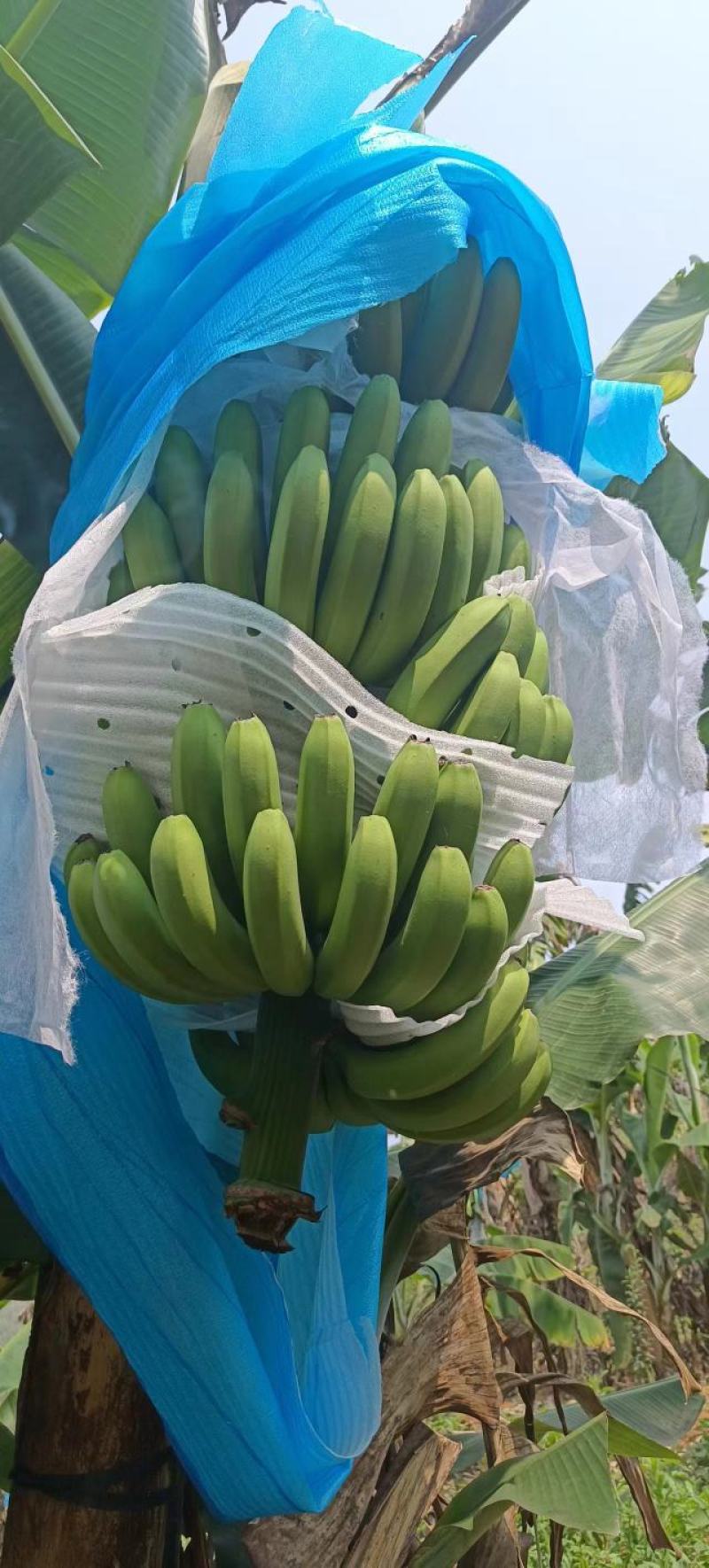 香蕉