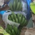 香蕉