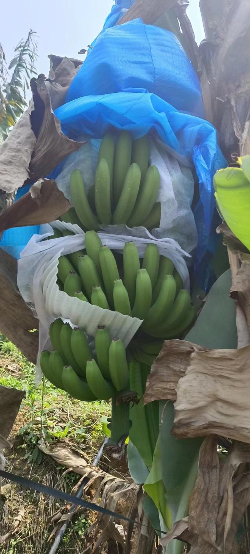 香蕉