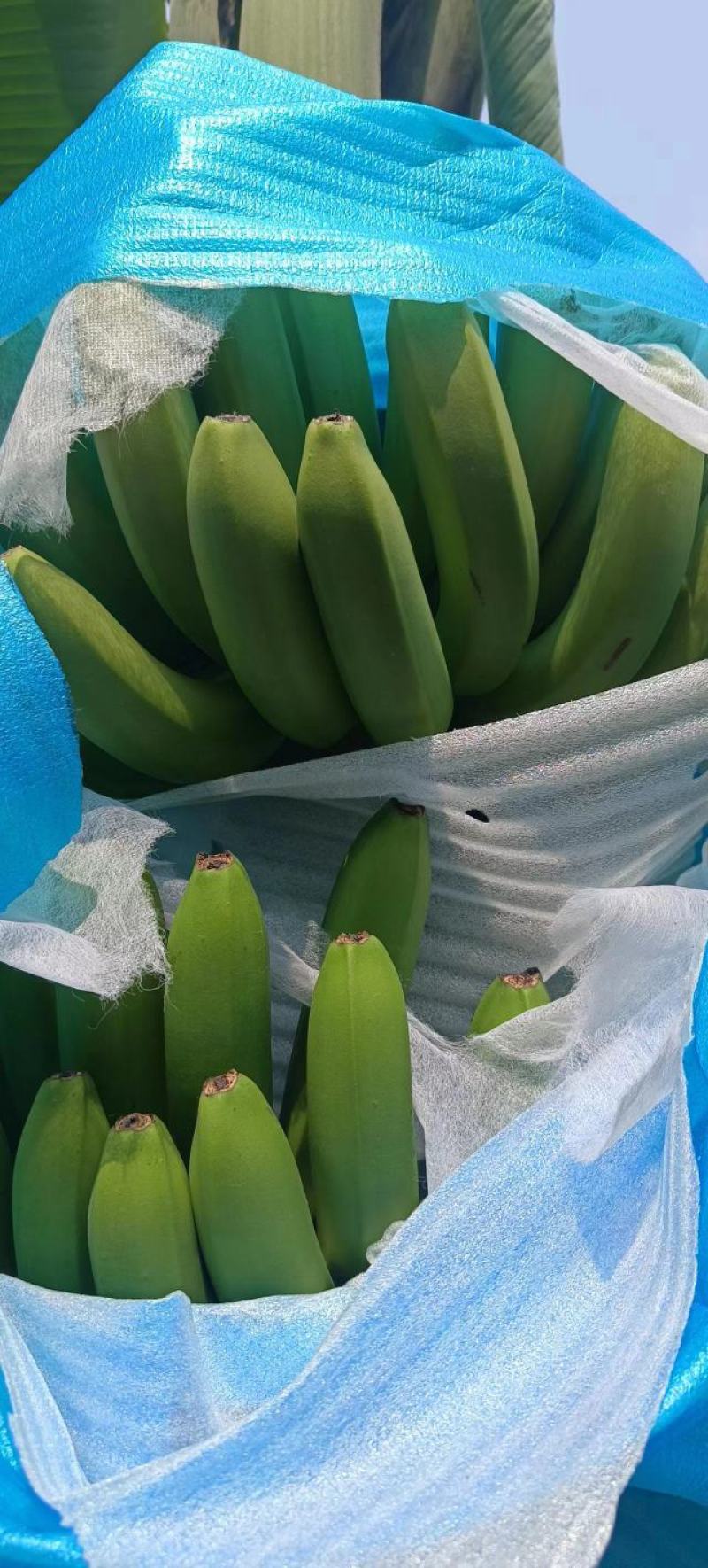 香蕉
