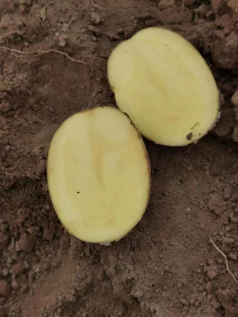 湖北黄心土豆大量上市，产地发货可视频看货，需要的老板联系