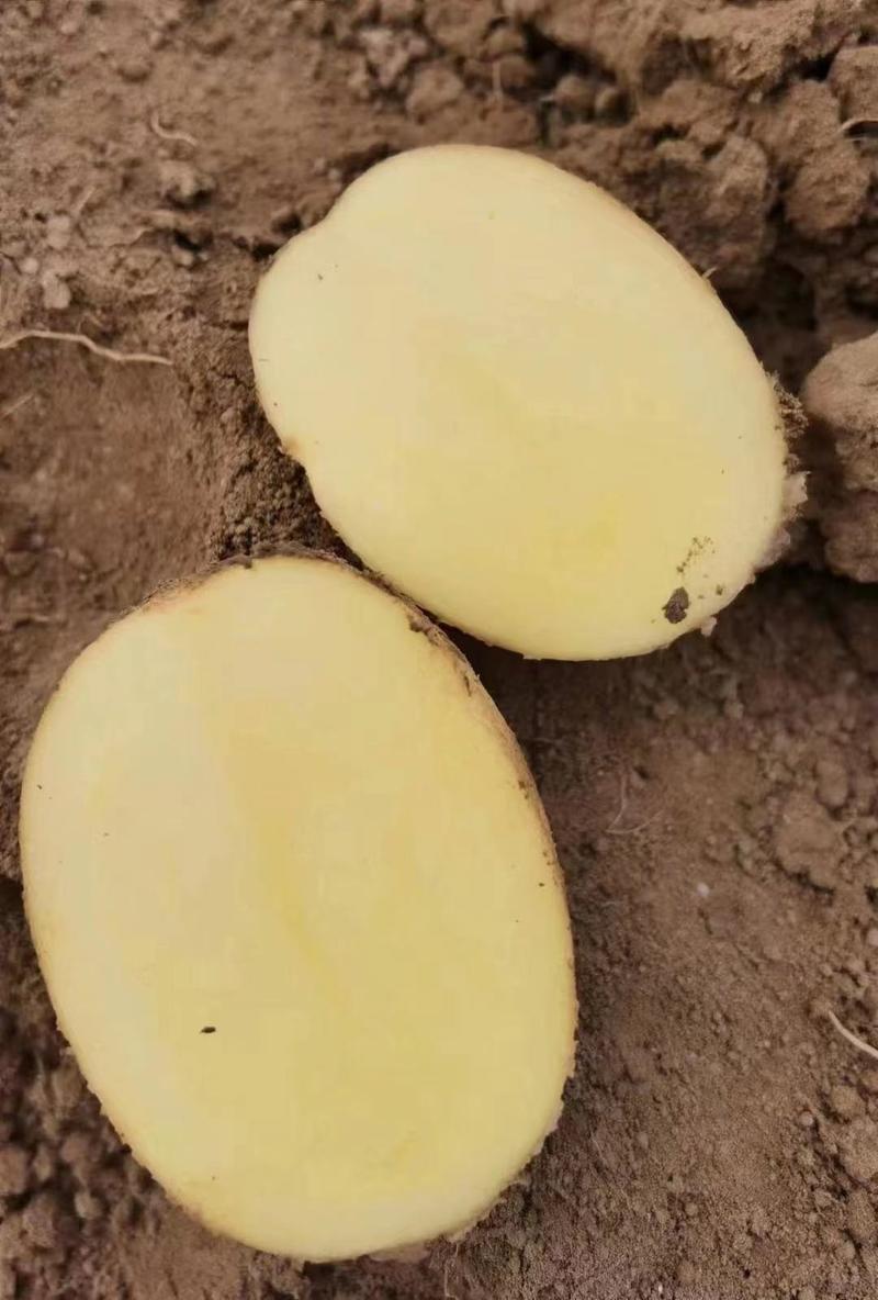 湖北黄心土豆大量上市，产地发货可视频看货，需要的老板联系