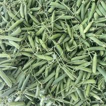 川豆豌豆荚甜豆市场社区团购电商优质的品种