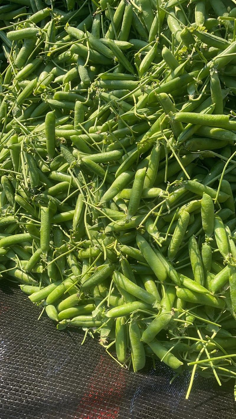 川豆豌豆荚甜豆市场社区团购电商优质的品种