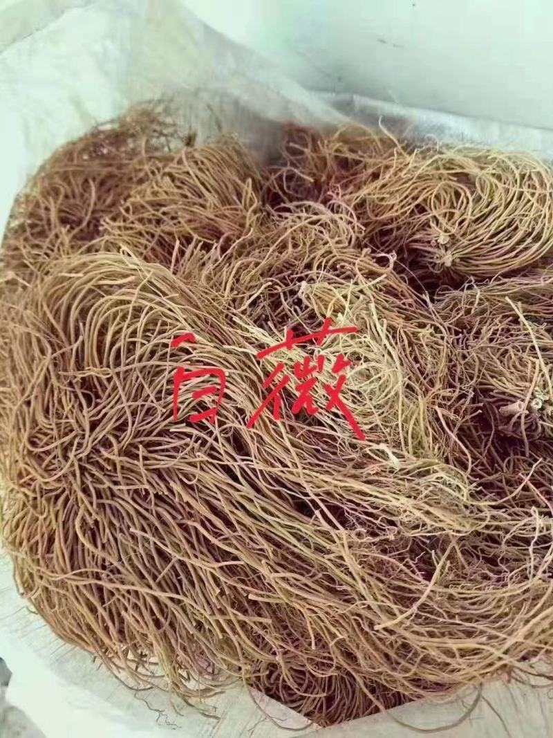 白薇