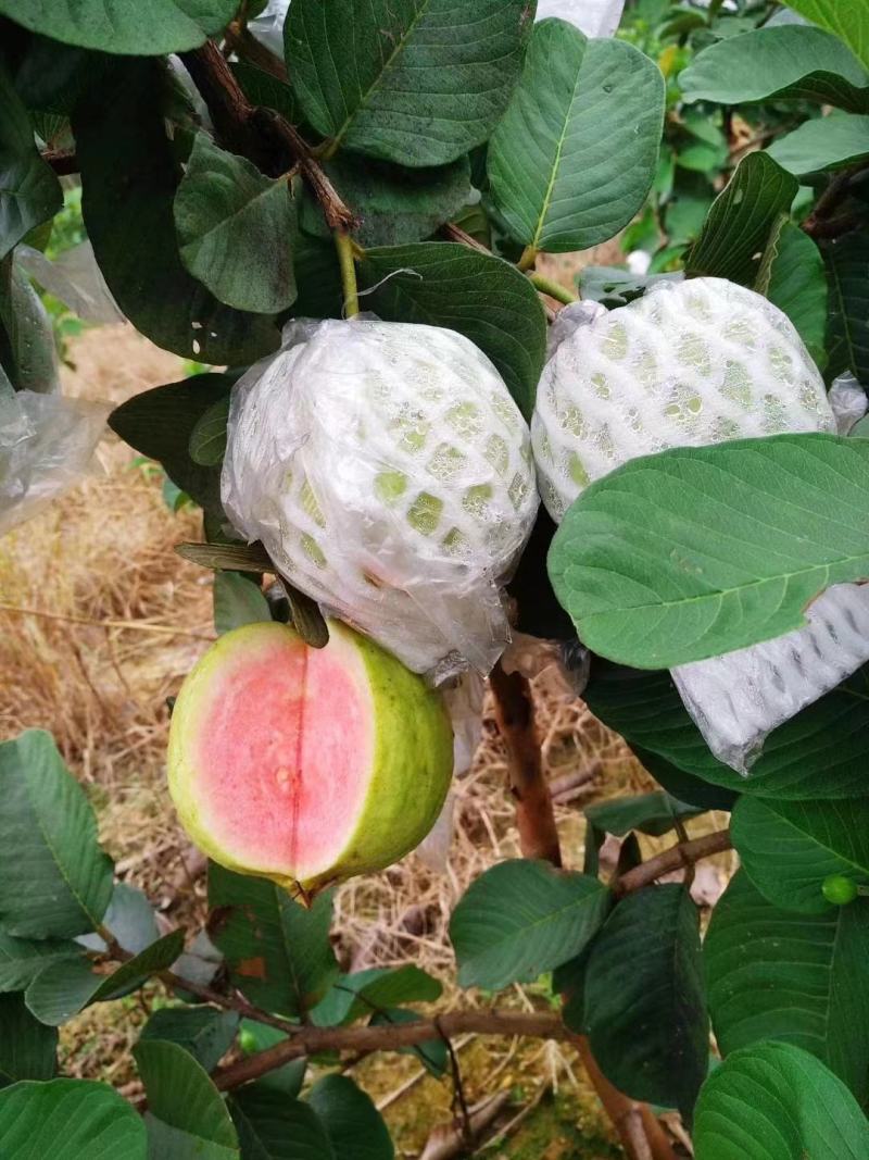 红心芭