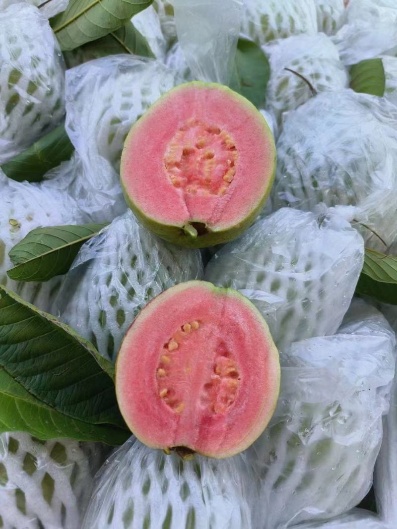 红心芭