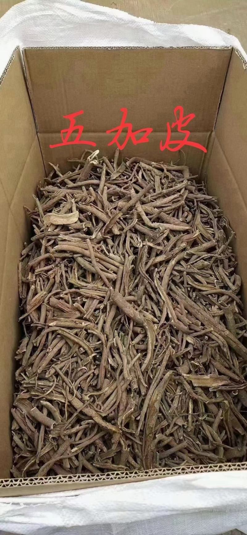 五加皮