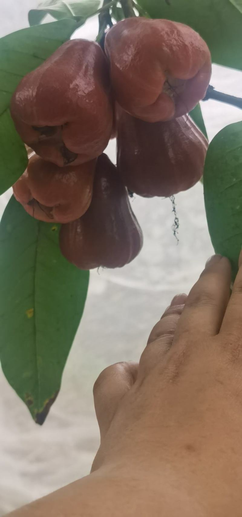 黑金刚莲雾
