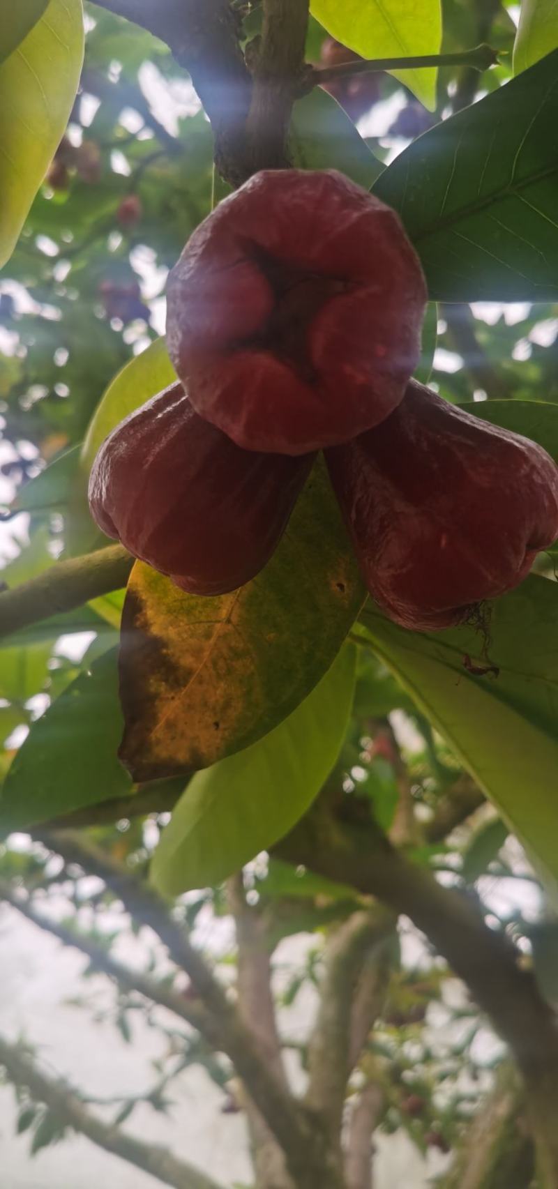 黑金刚莲雾