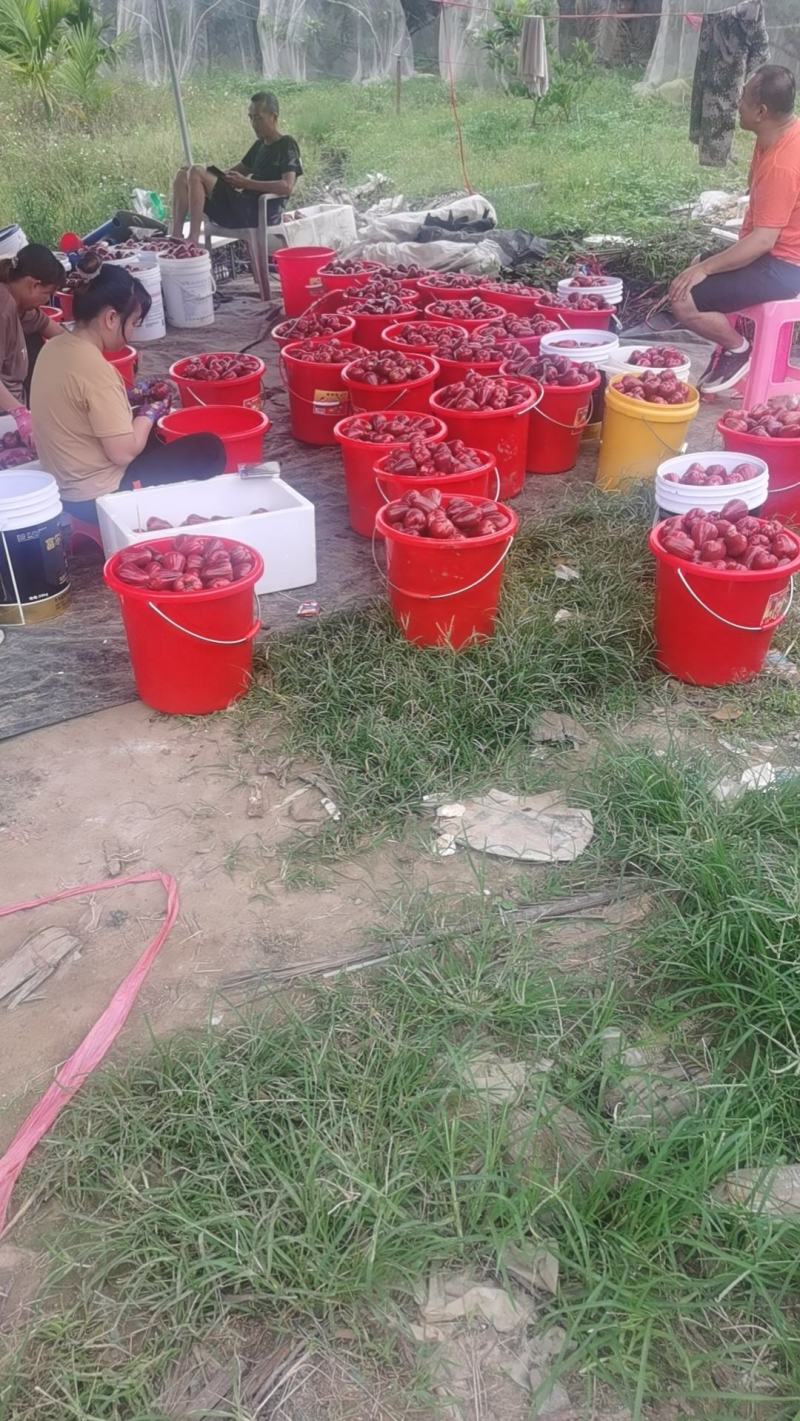 黑金刚莲雾