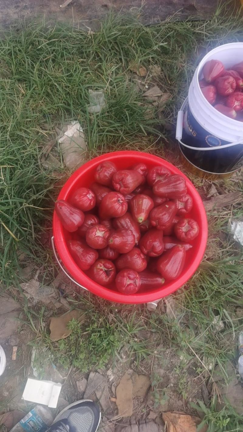 黑金刚莲雾