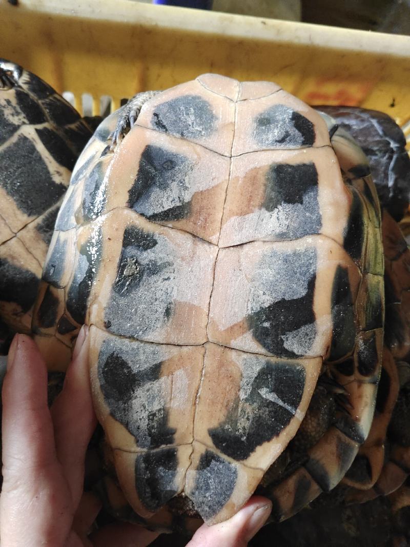 老种龟石龟