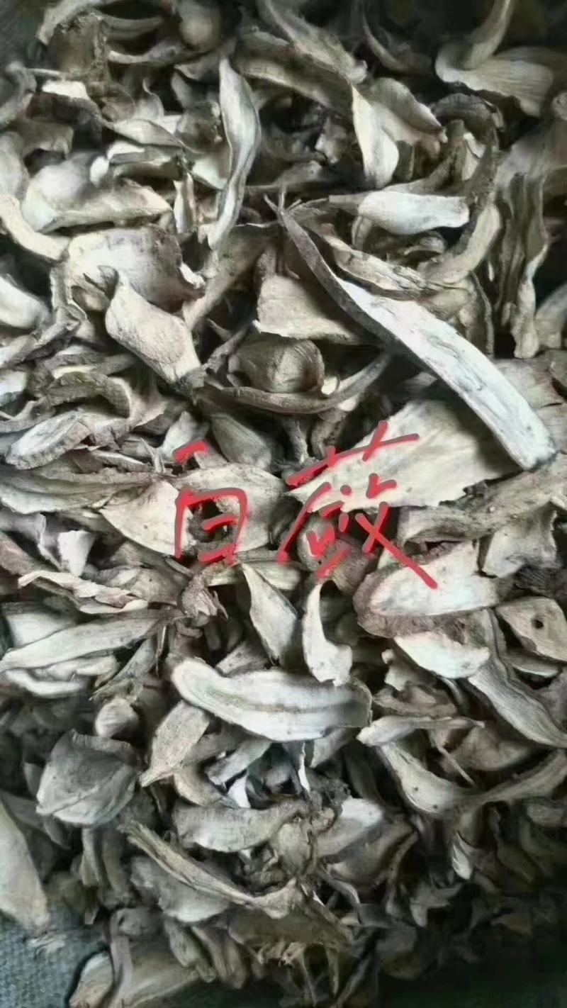 白薇