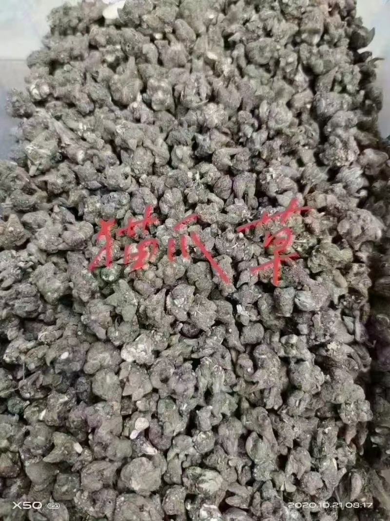 猫爪草