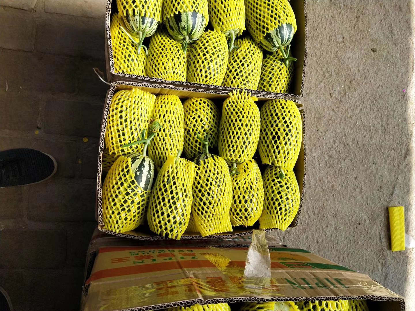 博洋61甜瓜果实特写