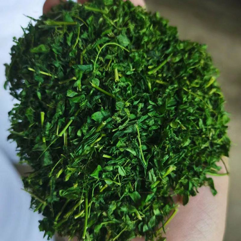 新货炒制相思叶鸡骨草散装批发